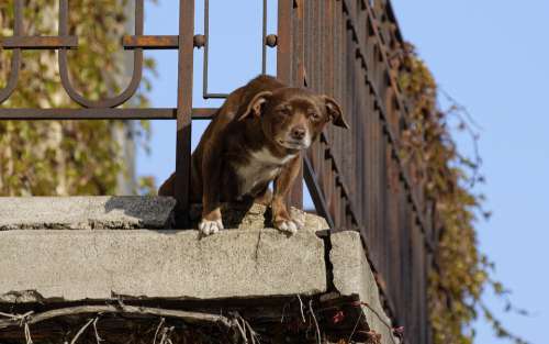 Dog Balcony Home On Brown Canine Adorable Puppy