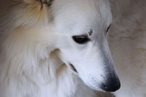 Dog Pet Animal White Dog Woolf Cute Portrait
