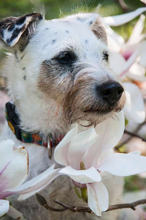 Dog Magnolia Pet Cute Head Portrait