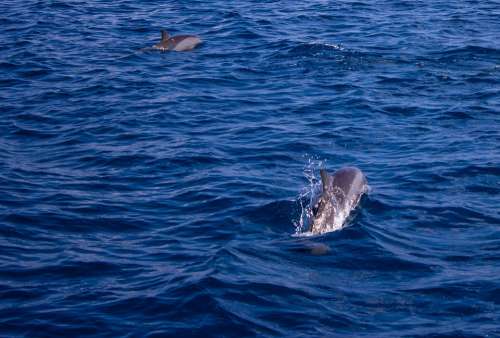 Dolphin Sea Water Ocean Dolphins Mammal Marine