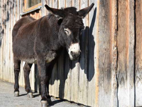 Donkey Pregnant Offside Dormant Wooden Wall