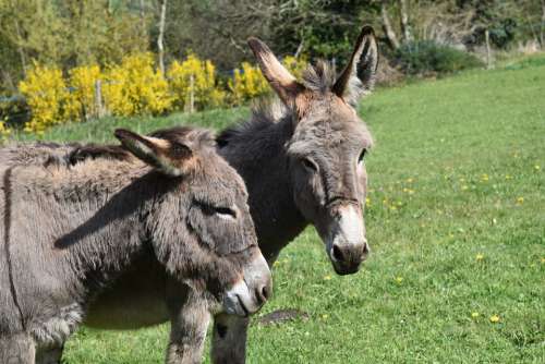 Donkeys Grey Donkey Of The Cross Saint André