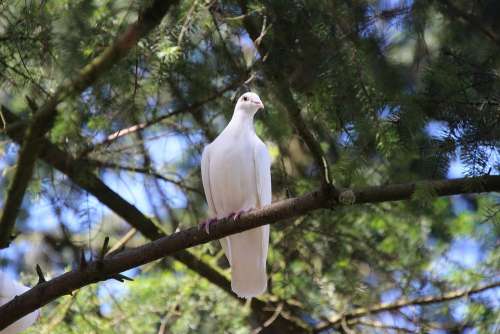 Dove White Nature Harmony Hope Symbol Feather