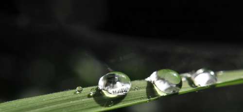 Drip Rain Water Wet Drop Of Water Nature Raindrop