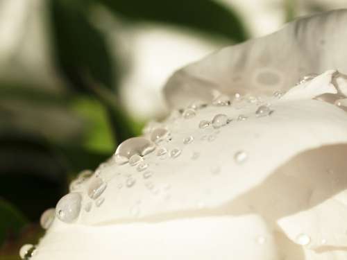 Drops White The Petals Nature