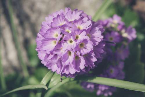 Drumstick Flower Blossom Bloom Violet Purple Pink