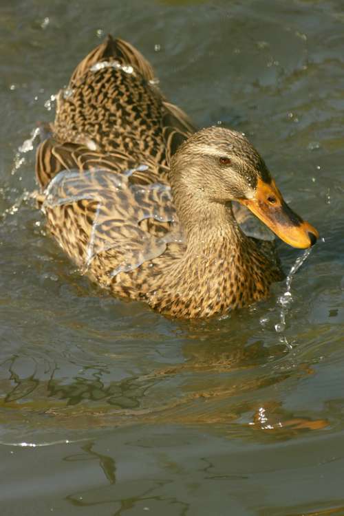 Duck Mallard Waterfowl Fauna Water Nature Drop