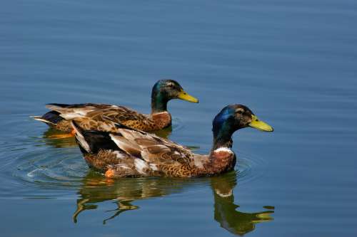 Duck Mallard Animals Birds Nature Water Feathers