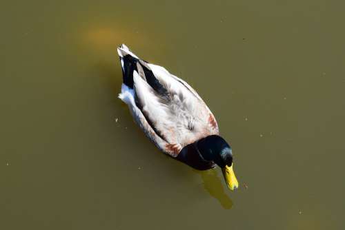 Duck Prices Lake Landscape Water Travel Nature