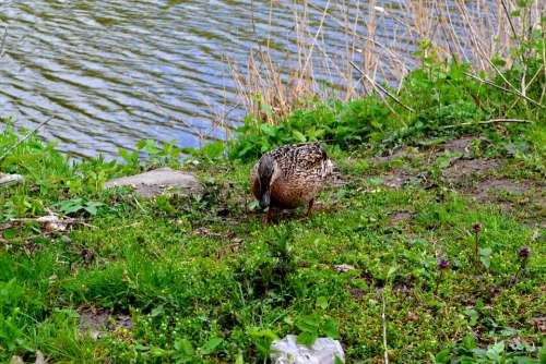 Duck Bird Plumage Nature Lake Grass Meadow