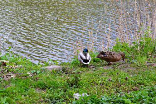 Ducks Birds Nature Spring Water Meadow