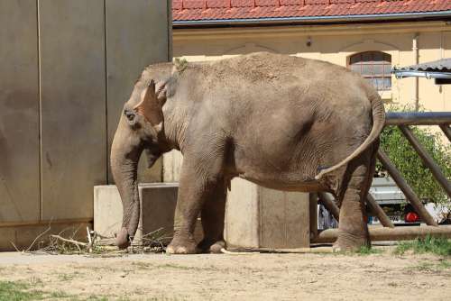 Elephant Zoo Nature Animal Pachyderm Animal World