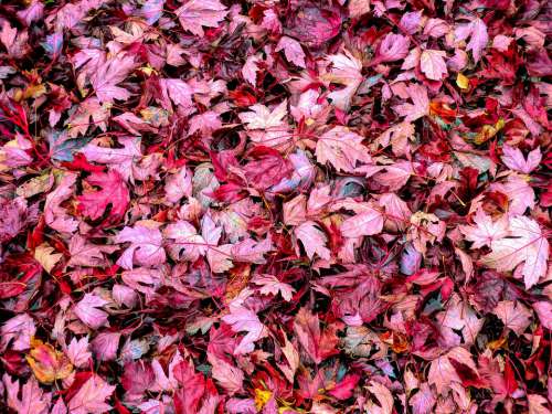 Fall Autumn Leaves Red