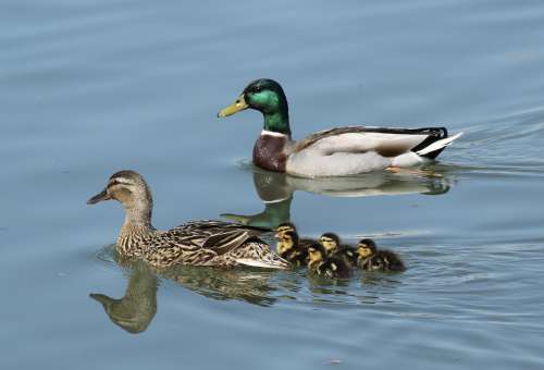 Family Mallard Ducklings Water Wildlife Lake