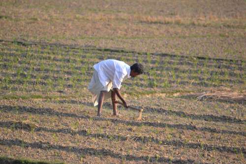 Farmer Bangladesh Plant Farmland Farm Nature