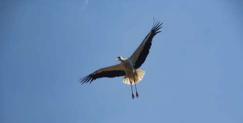 Flight Bird Stork Sky