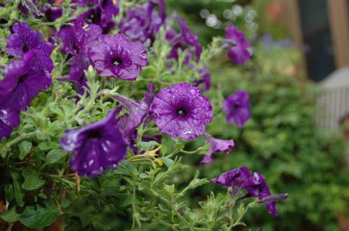 Flower Garden Rain Purple