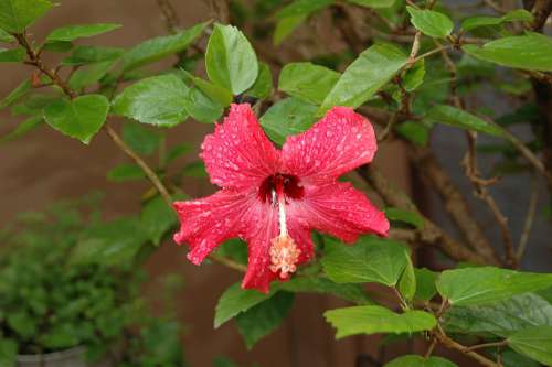 Flower Garden Bloom Plant Red Rain