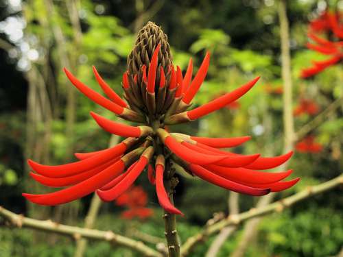 Flower Red Tropical Bloom Plant Spectacular