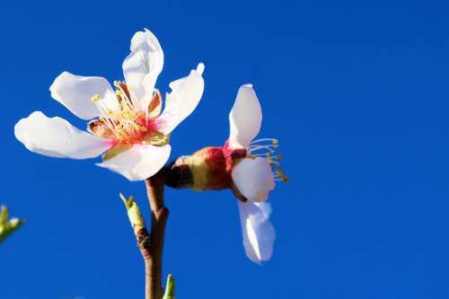 Flower Nature Plant Spring Bud Pink White