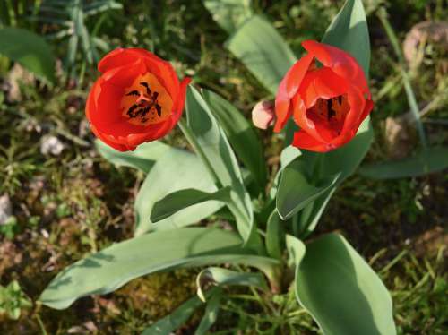 Flower Flowers Tulips Red Plants Tulips Red Stamens