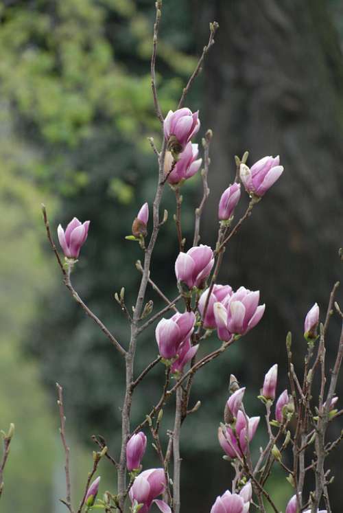 Flower Spring Plant Blossom Botanical Pink