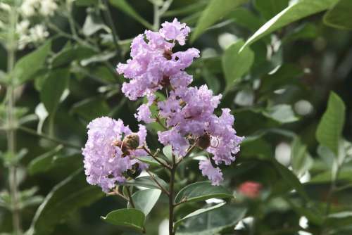 Flower Nature Purple