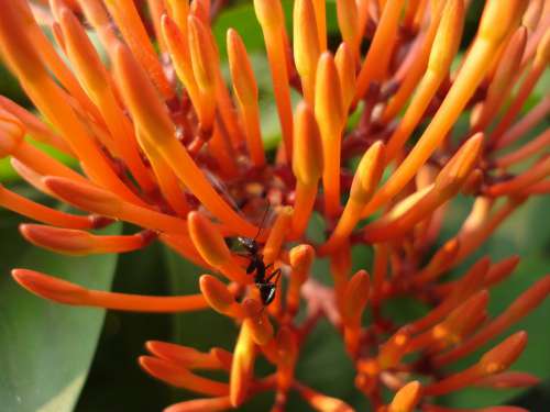 Flower Nature Ant Goldflame Honeysuckle Insect Bud