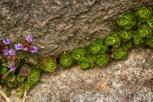 Flower Rock Wall Nature Stone