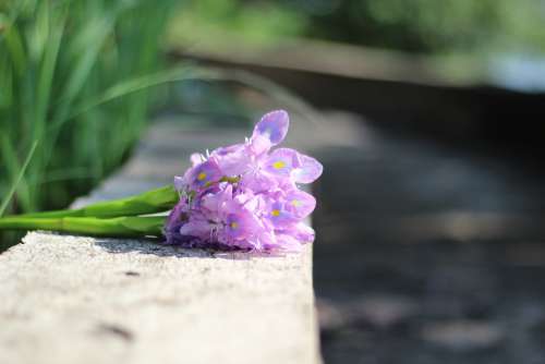 Flower Purple Flowers Flowers Water Hyacinth