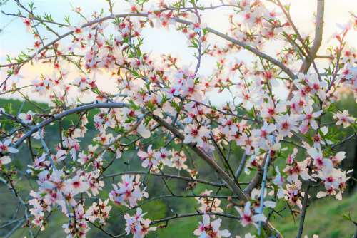 Flower Tree Spring Pink Nature White Plant Bud