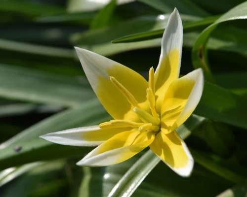 Flower Yellow-White Tulip Blossom Bloom Close Up