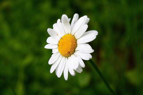 Flower Blossom Bloom Nature Plant White Yellow