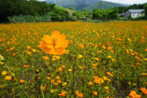 Flower Flowers In Full Bloom Garden Petal Natural