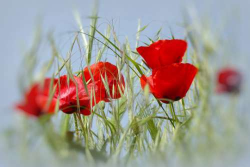 Flower Poppy Colorful Idyll Red Nature Blossom
