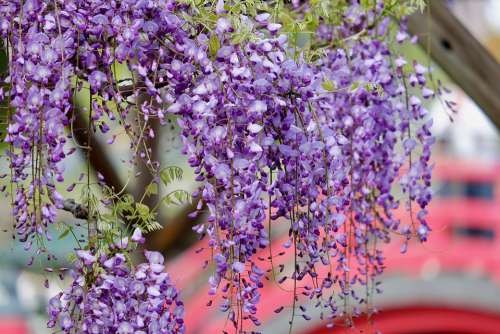 Flower Wisteria Purple Japan Blooming Red Bridge