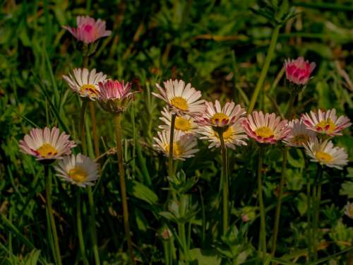 Flower Marguerite Geese Flower Bloom Flora Flowers