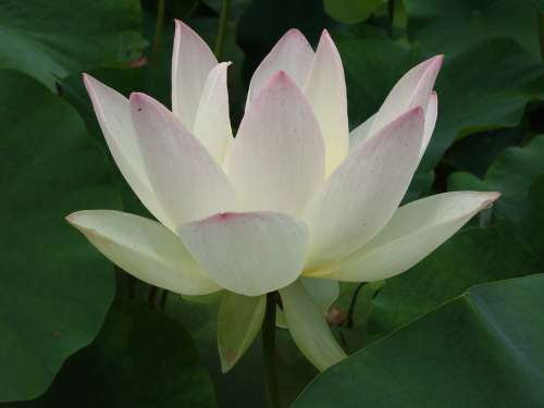 Flower Nature Petals Beauty Natural Lotus