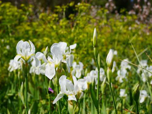 Flower Meadow Nature Flowers