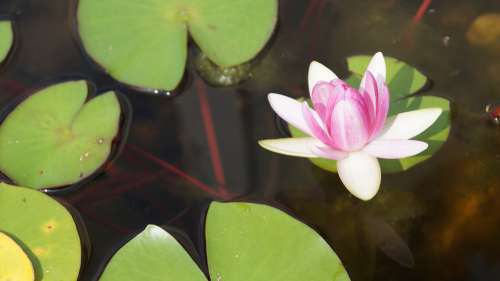 Flower Nature Lotus Plant Pond Zen Meditation