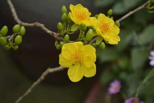 Flower Of Season Tree Nature