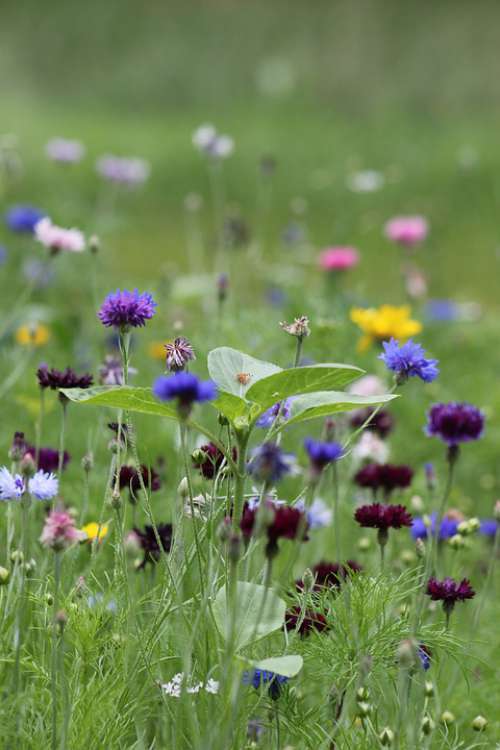 Flowers Flower Meadow Meadow Nature Flora Summer