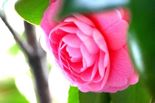 Flowers Pink Camellia Spring Flowers Plant Natural
