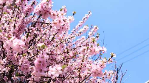 Flowers Spring Nature Pink Flora