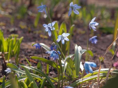 Flowers Spring Spring Flowers Scilla Blue