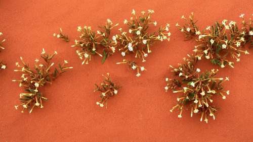 Flowers Wild Desert Nature Red Sand Tawny