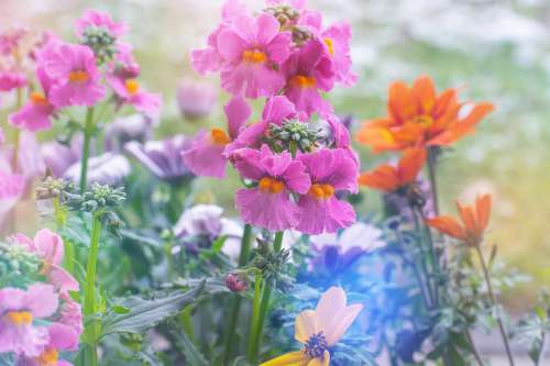 Flowers Colorful Spring Flora Nature Pink