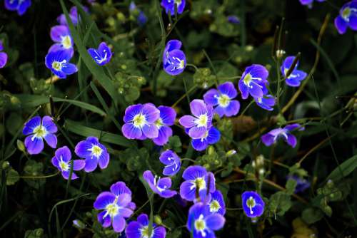 Flowers Meadow Grass Blue Violet Green Close Up