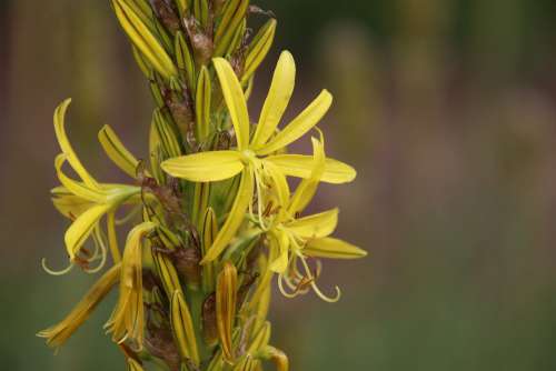 Flowers Exotic Yellow-Green Strange Rare Plants