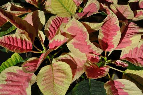 Flowers Christmas Flower Plants Red Poinsettia